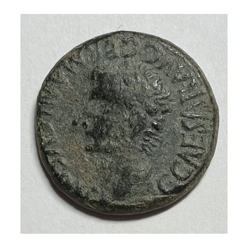 SEMIS CALIGULA SEGOBRIGA